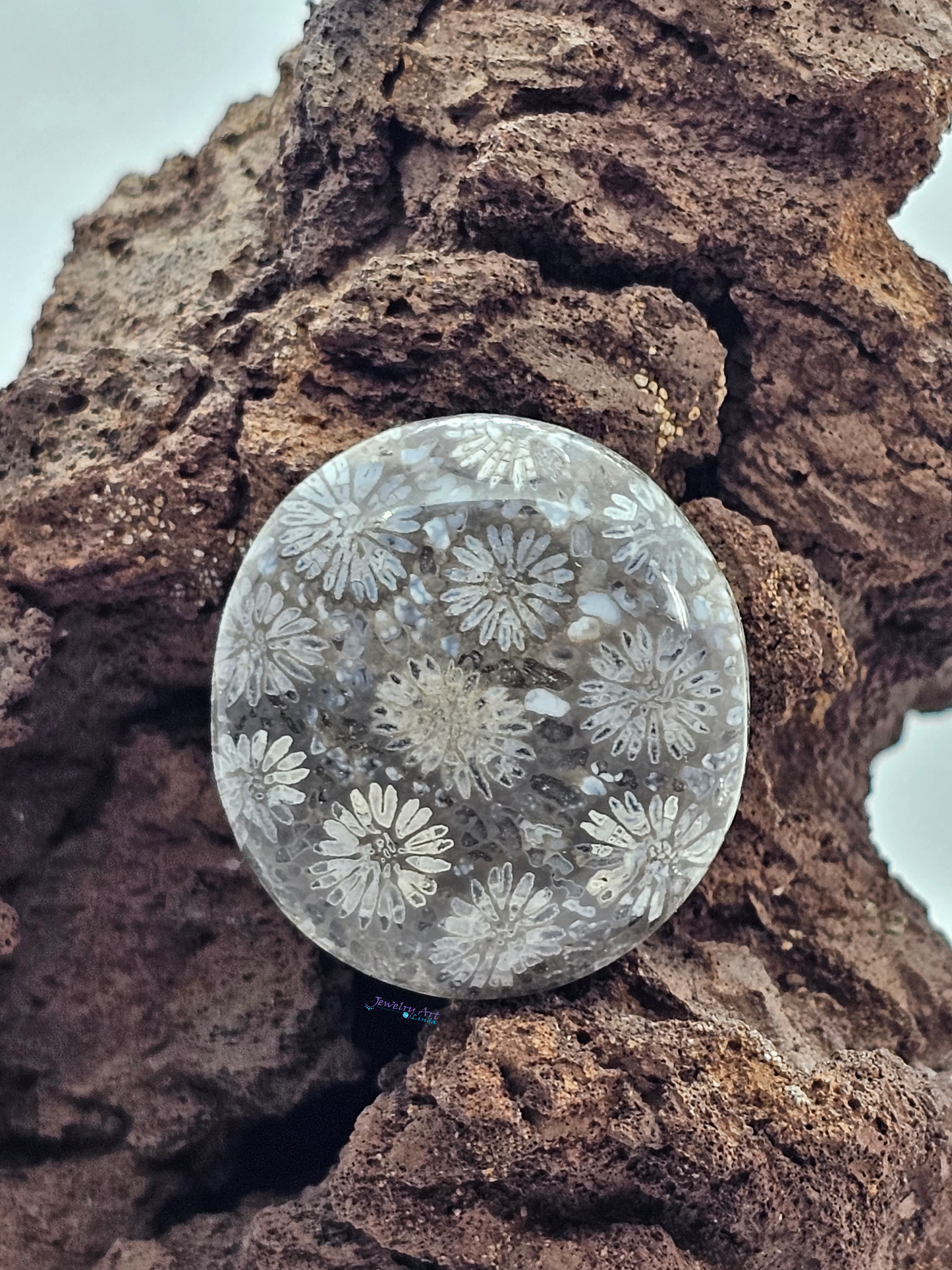 Petrified Coral FS-x-x-00161