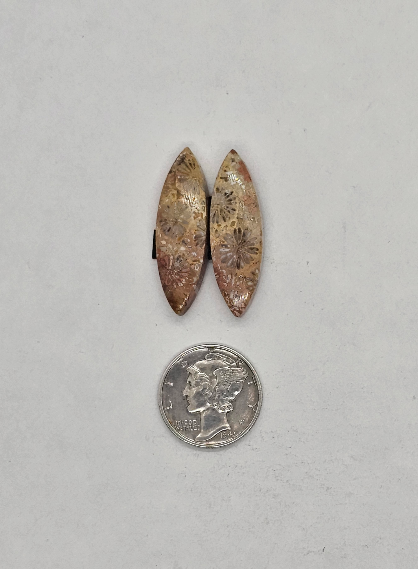 Petrified Coral FS-x-x-00126