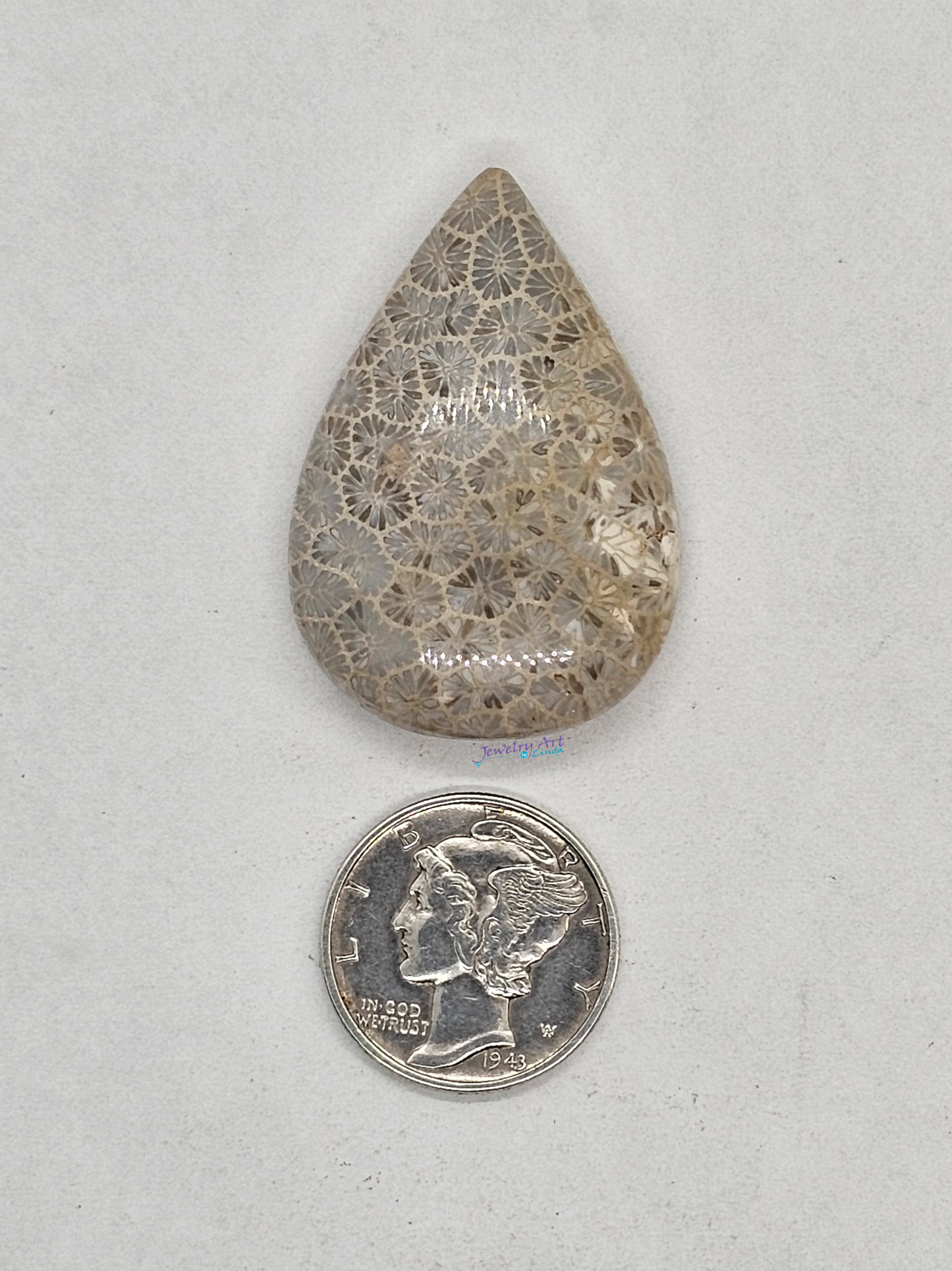 Petrified Coral FS-x-x-00164