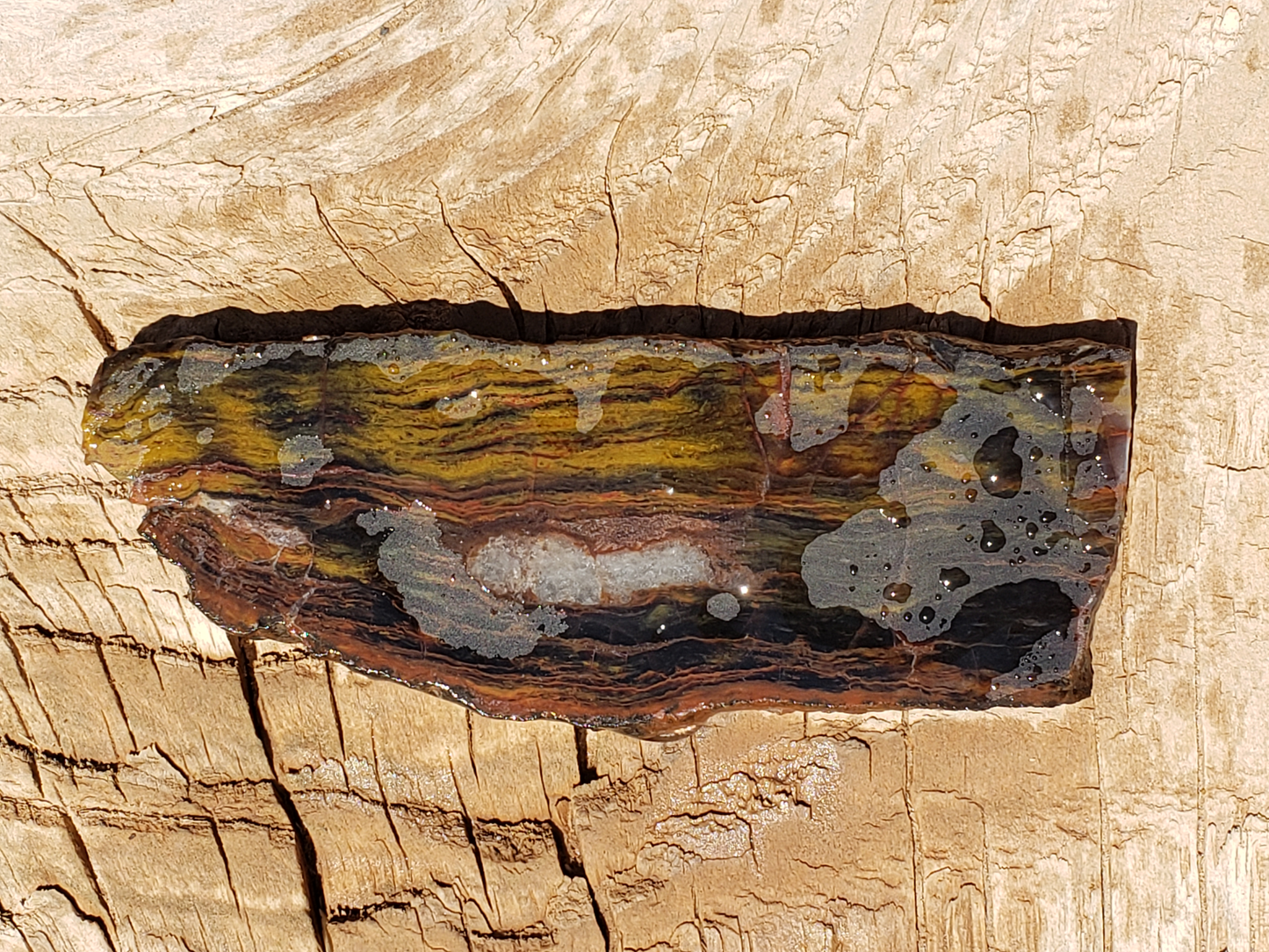 Petrified Wood PW-00004-04