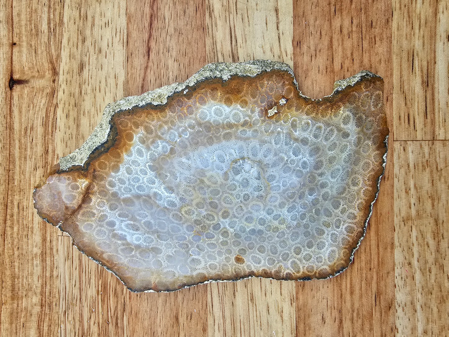 Petrified Coral FS-x-00041