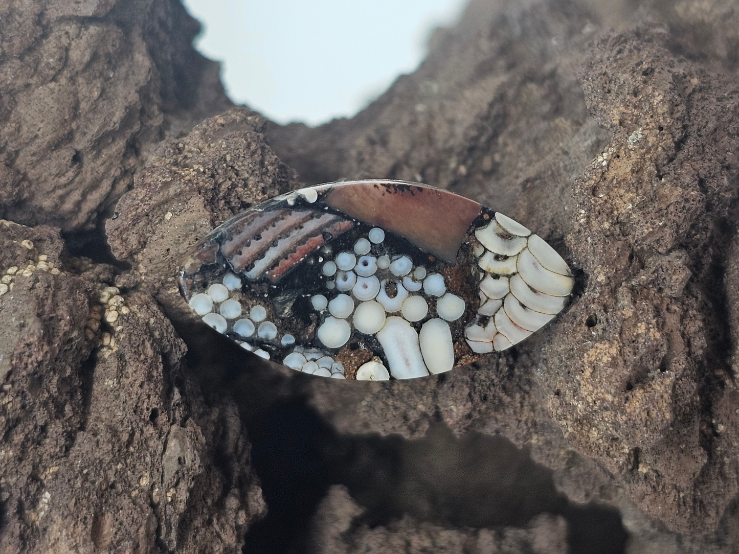 Petrified Fish Snakeskin FS-x-x-00131