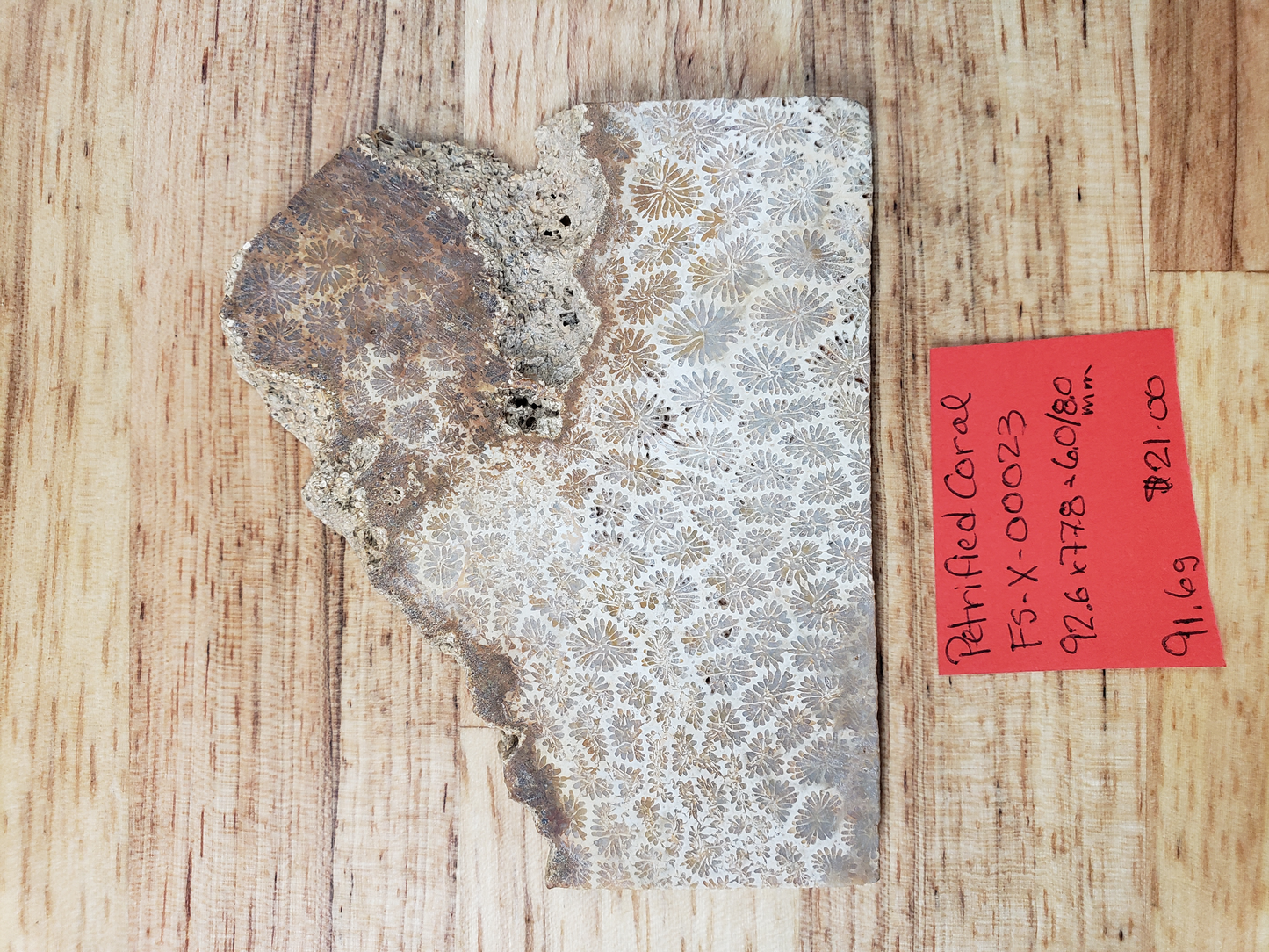 Petrified Coral FS-x-00023