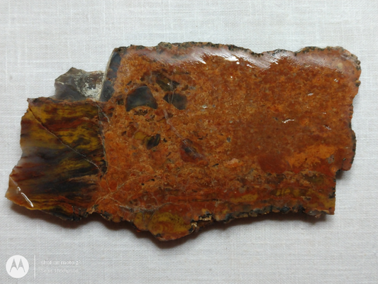 Petrified Wood PW-00005-01