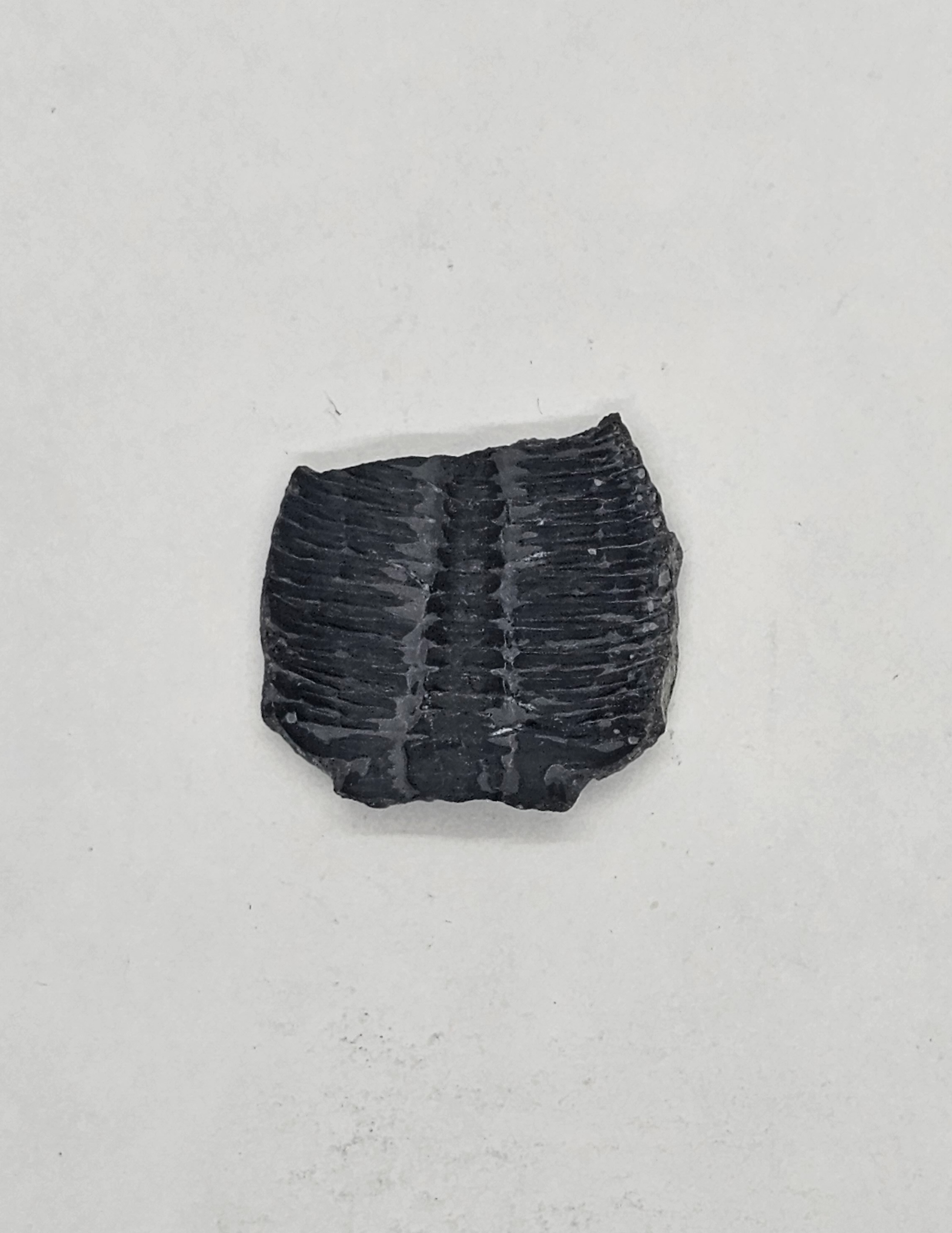Trilobite FS-x-x-00124