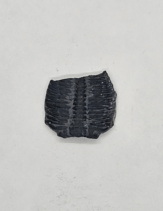 Trilobite FS-x-x-00124