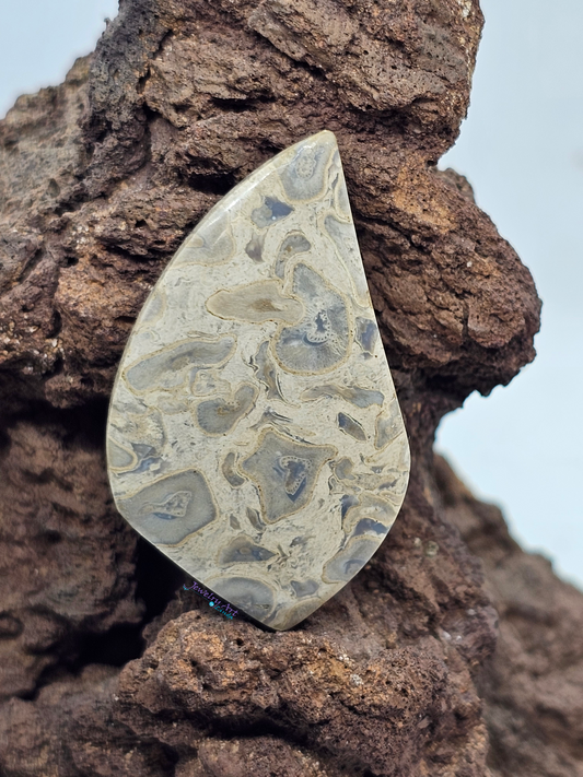 Palm Root FS-x-x-00157