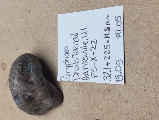 Gryphaea - Devil's Toenails FS-x-dt-22