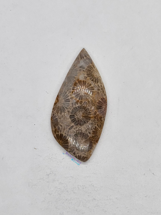 Petrified Coral FS-x-x-00144