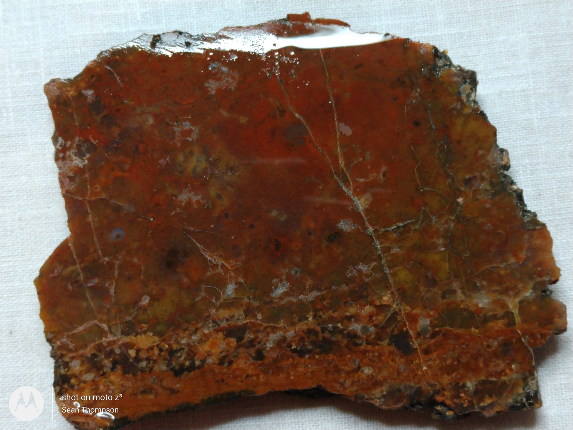 Petrified Wood PW-00006-07