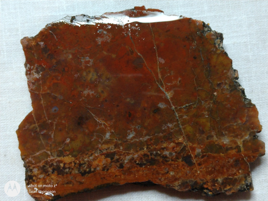 Petrified Wood PW-00006-07
