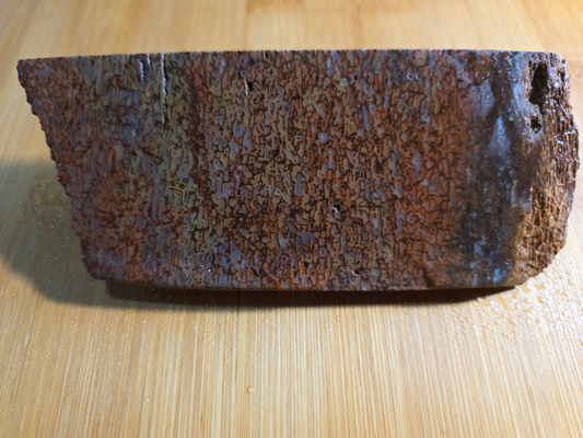 Dino Bone FS-x-00057