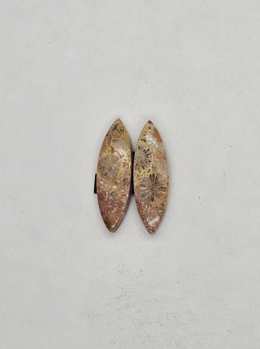 Petrified Coral FS-x-x-00126