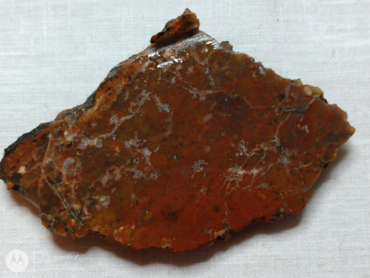 Petrified Wood PW-00006-05