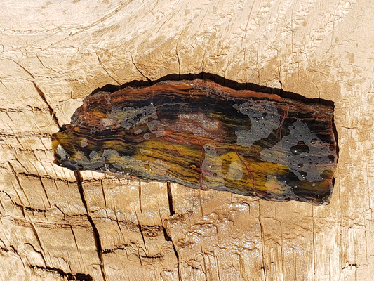 Petrified Wood PW-00004-04