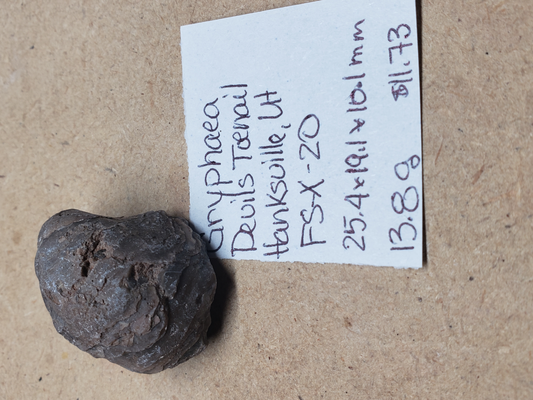 Gryphaea - Devil's Toenails FS-x-dt-20