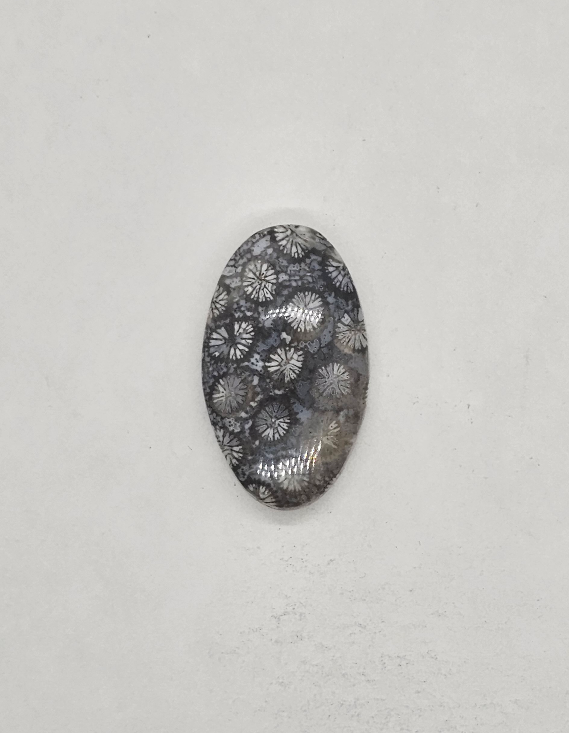 Petrified Coral FS-x-x-00139
