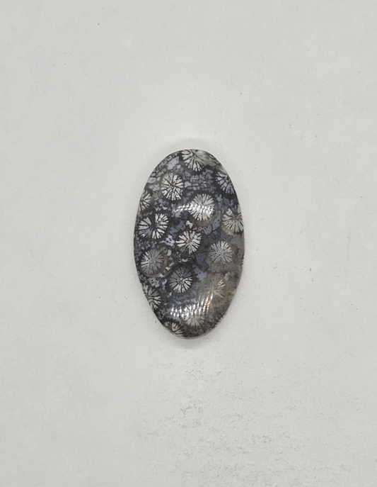 Petrified Coral FS-x-x-00139