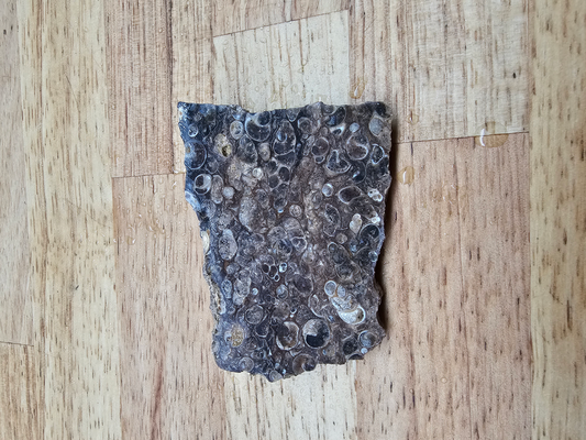 Turritella FS-x-00026