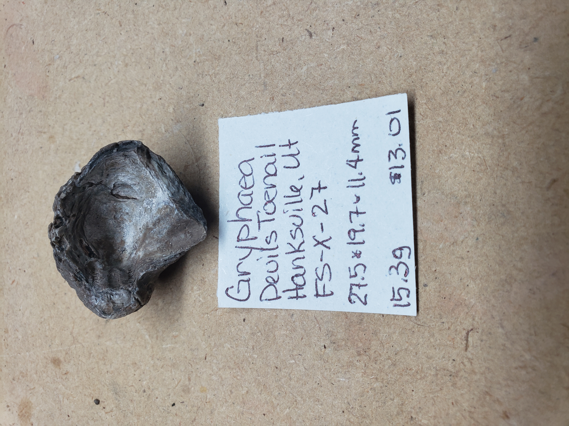 Gryphaea - Devil's Toenails FS-x-dt-27