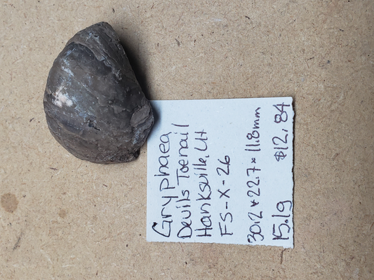 Gryphaea - Devil's Toenails FS-x-dt-26