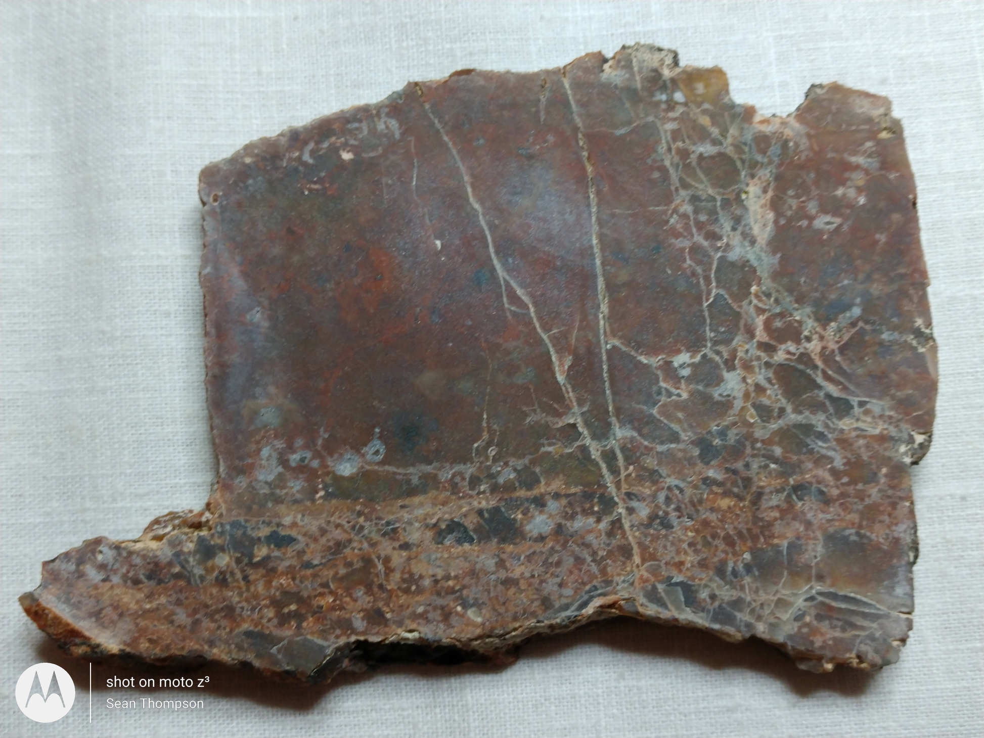 Petrified Wood PW-00006-09