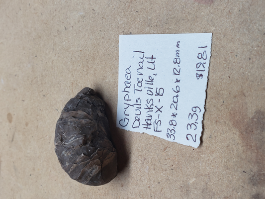 Gryphaea - Devil's Toenails FS-x-dt-15