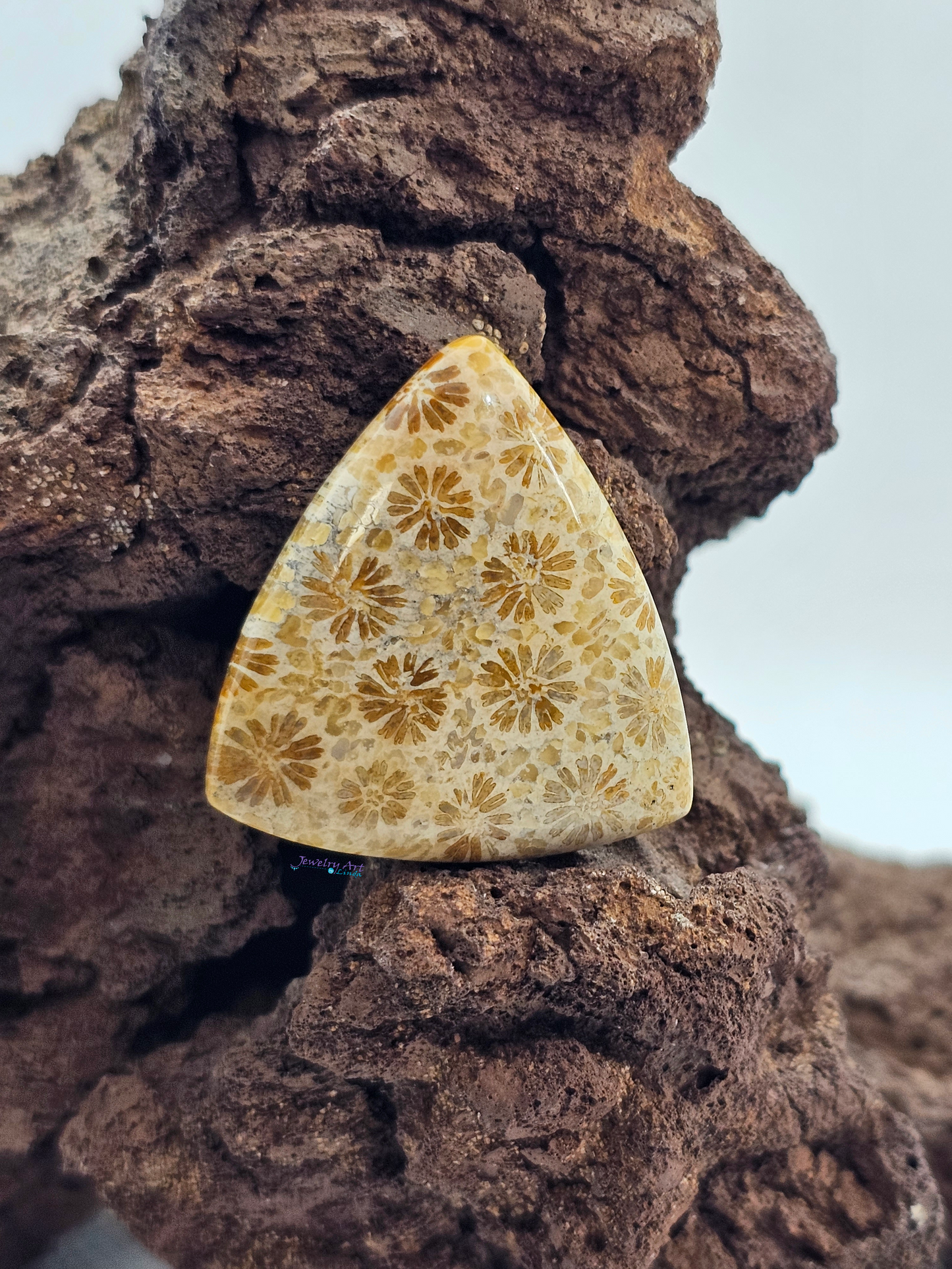 Petrified Coral FS-x-x-00165