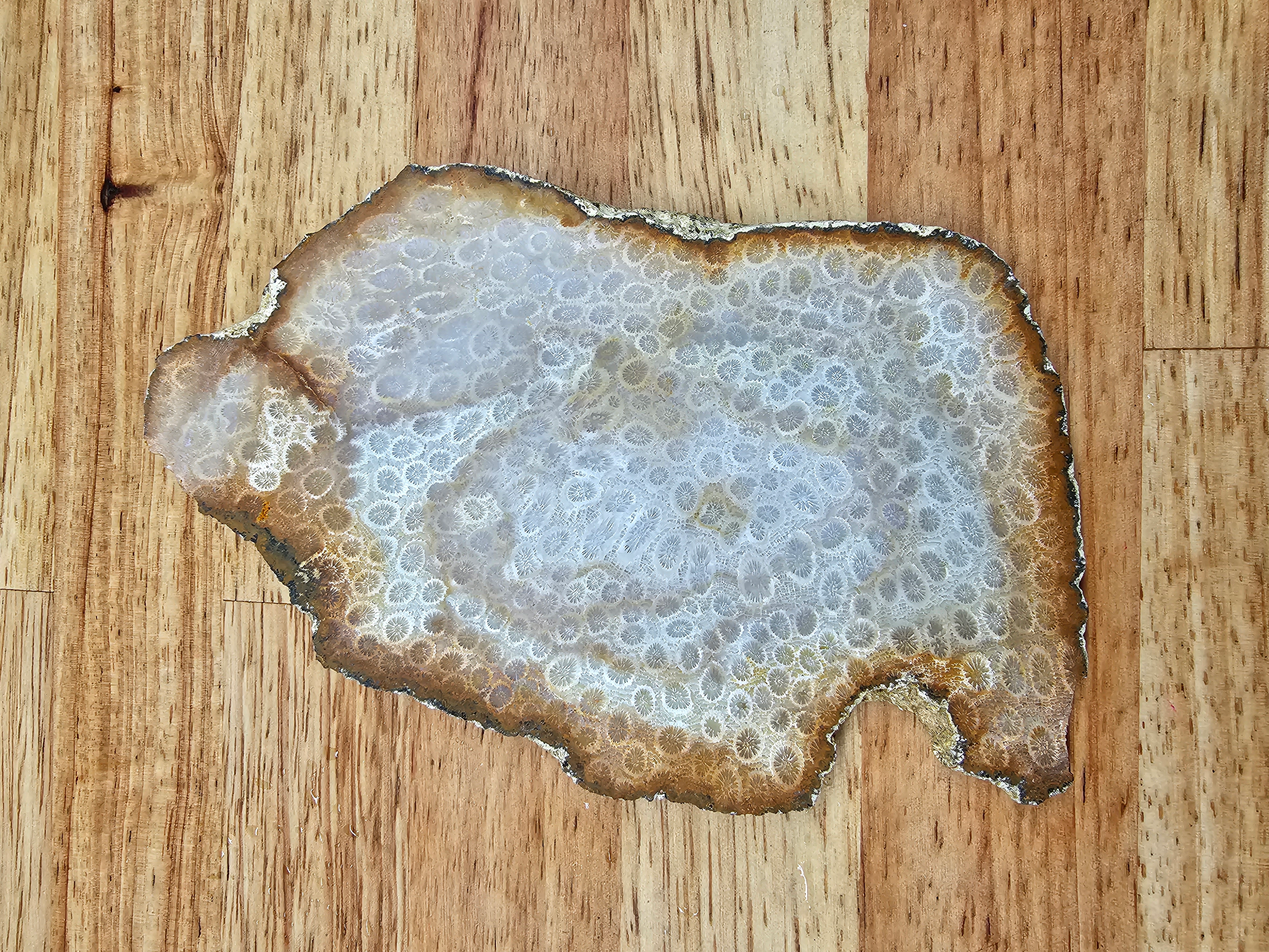 Petrified Coral FS-x-00041