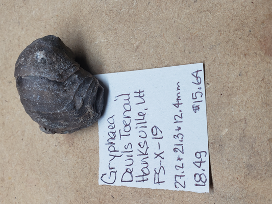Gryphaea - Devil's Toenails FS-x-dt-19
