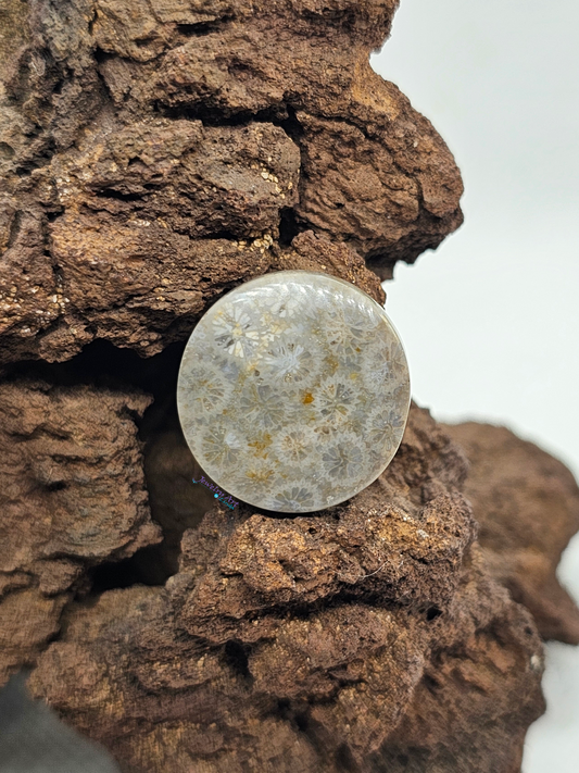 Petrified Coral FS-x-x-00116