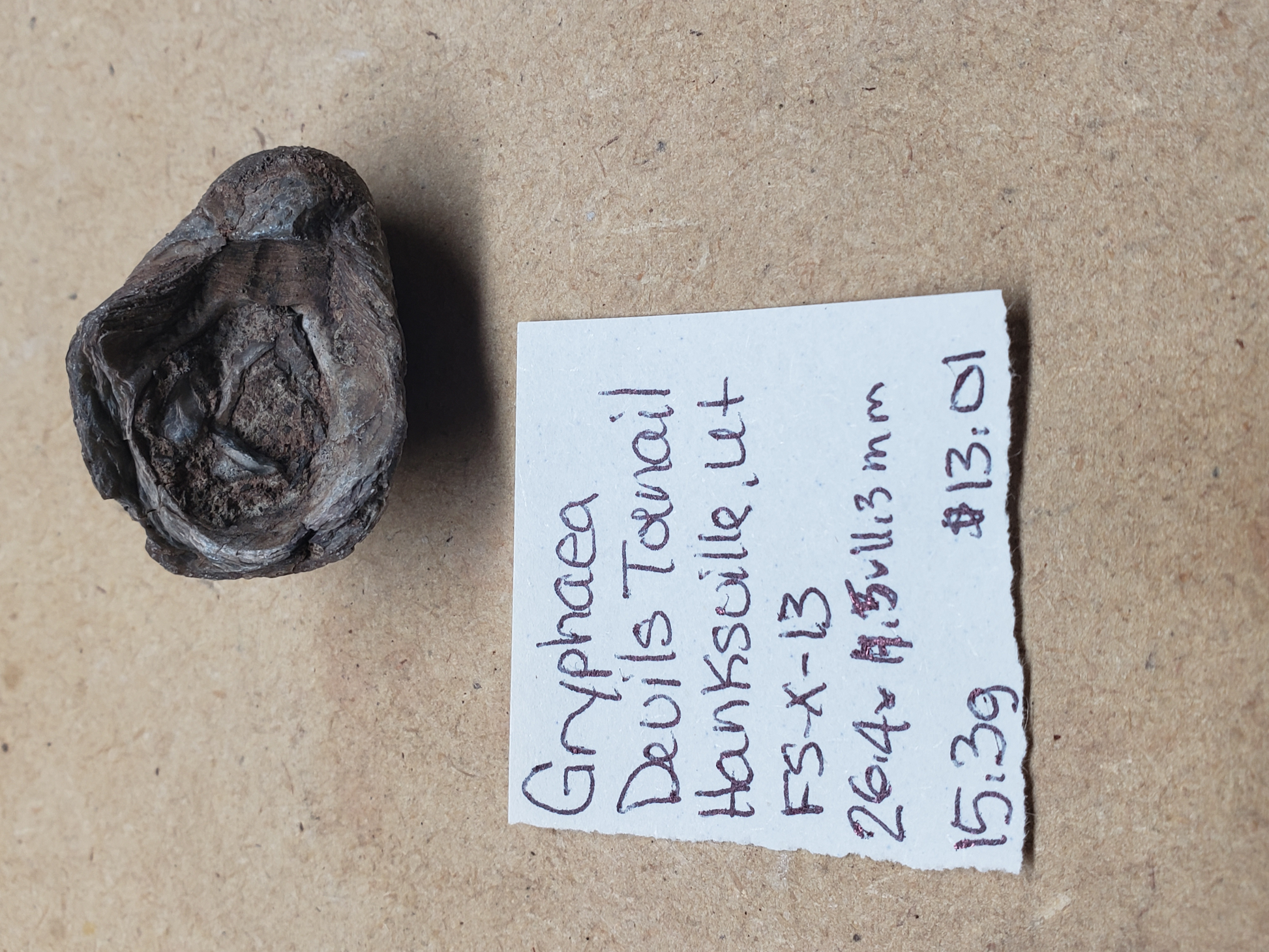 Gryphaea - Devil's Toenails FS-x-dt-13