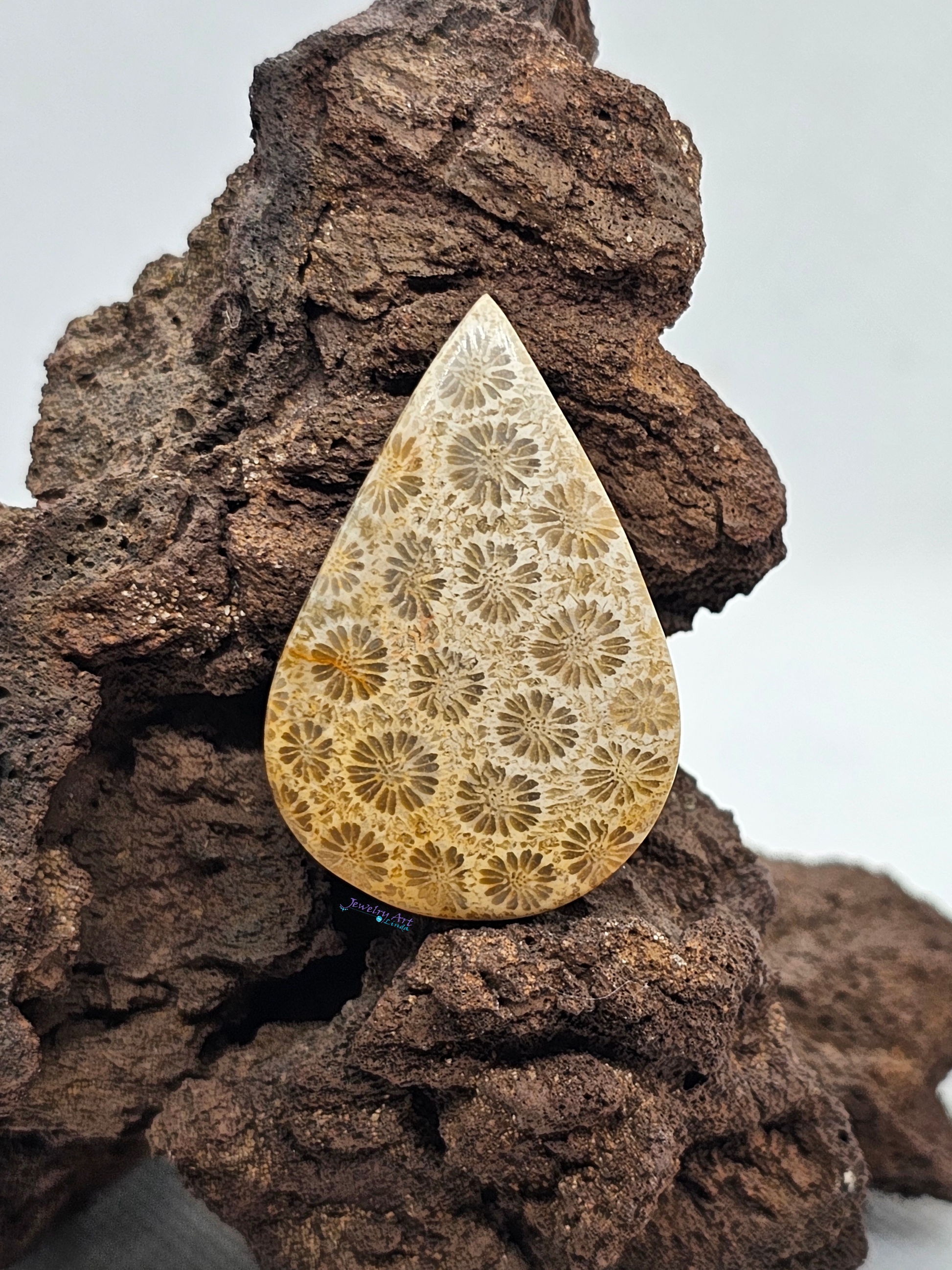 Petrified Coral FS-x-x-00112