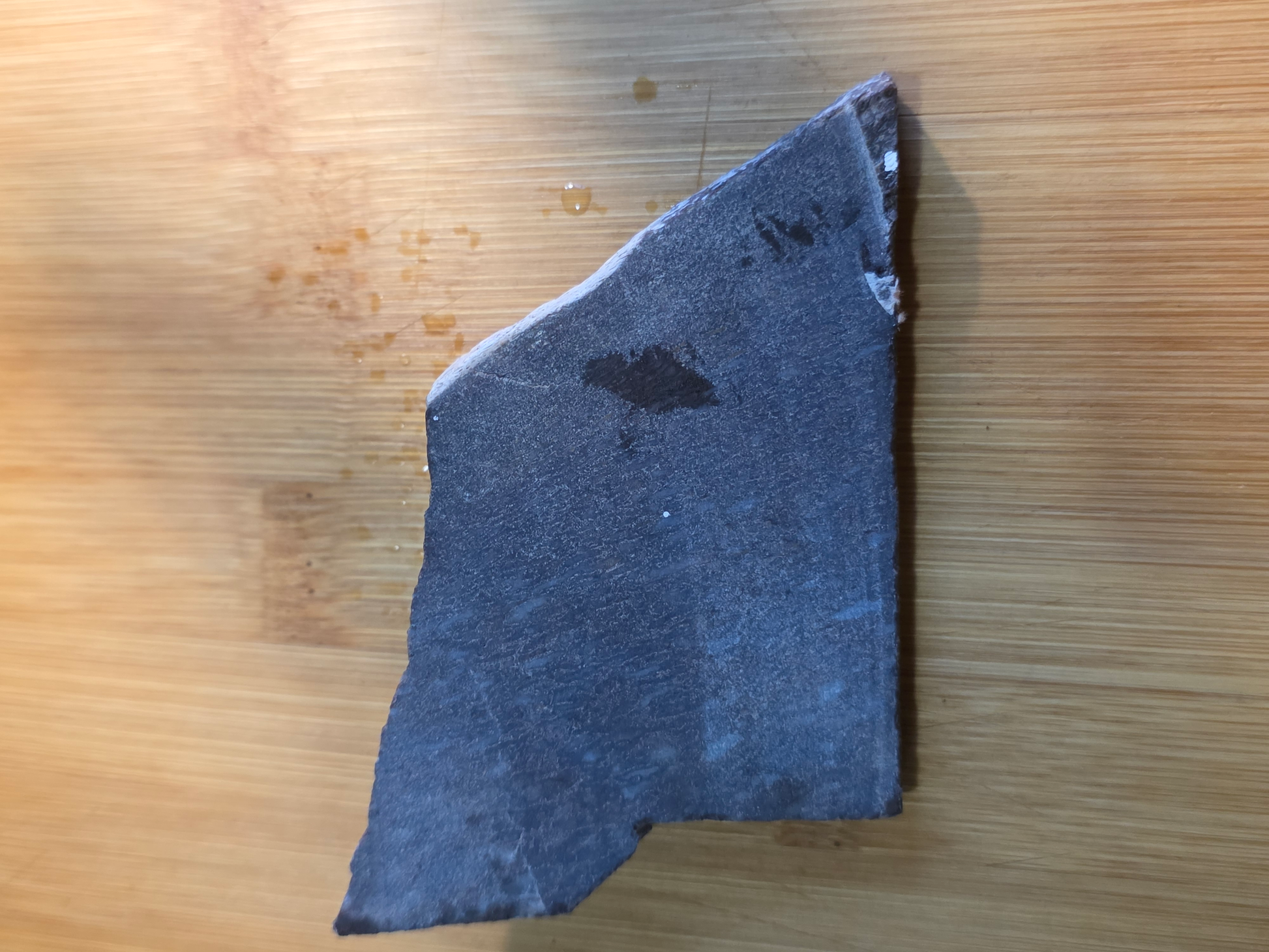 Dino Bone FS-x-00061