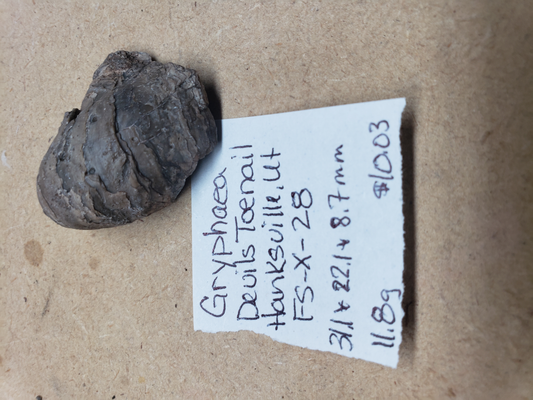 Gryphaea - Devil's Toenails FS-x-dt-28