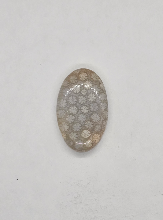 Petrified Coral FS-x-x-00140