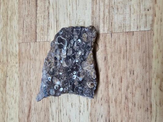 Turritella FS-x-00026B