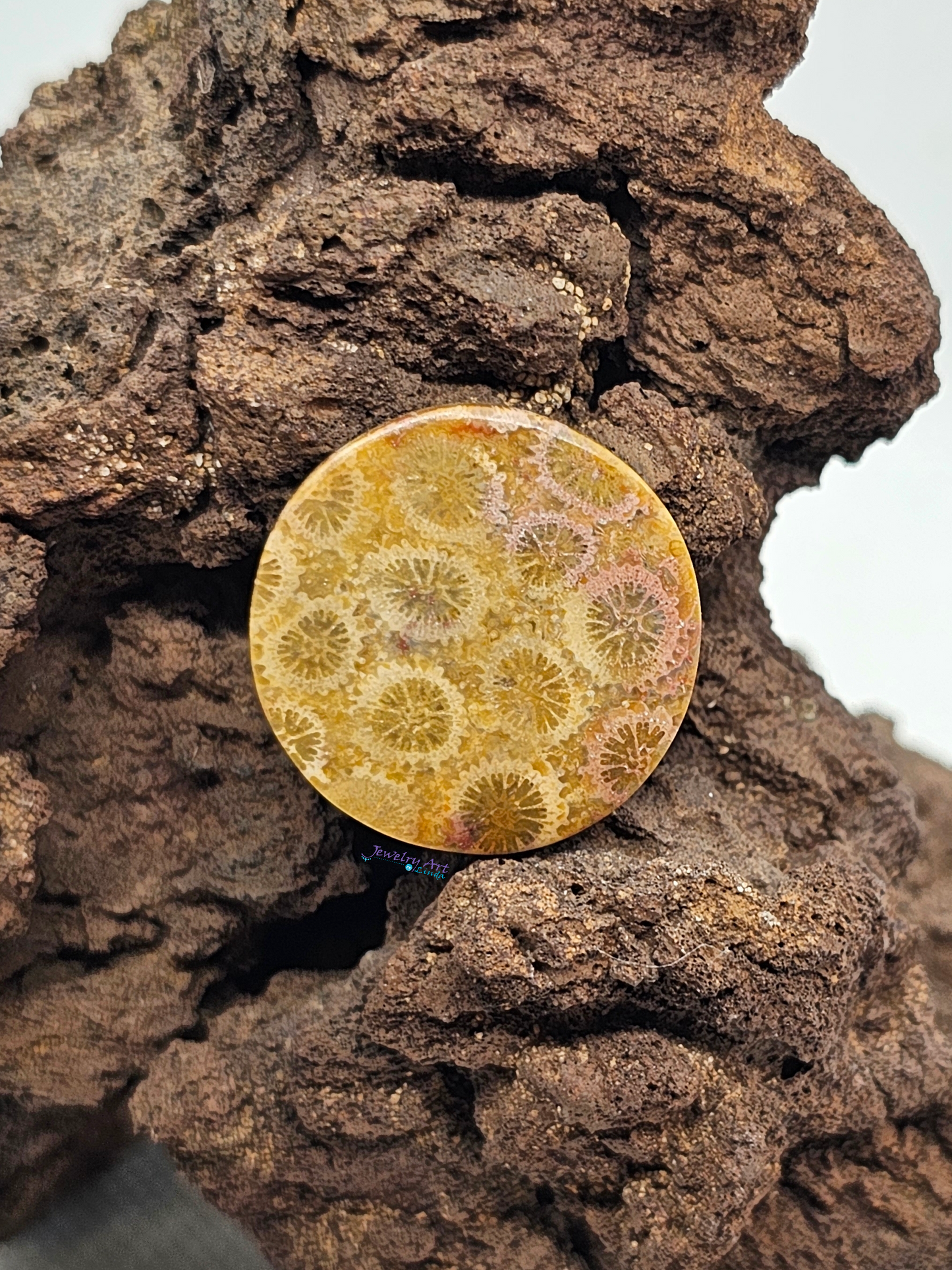 Petrified Coral FS-x-x-00111