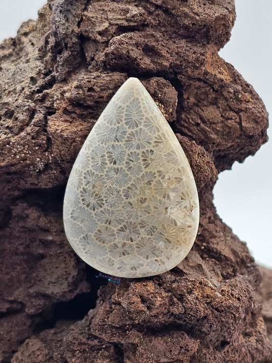 Petrified Coral FS-x-x-00164