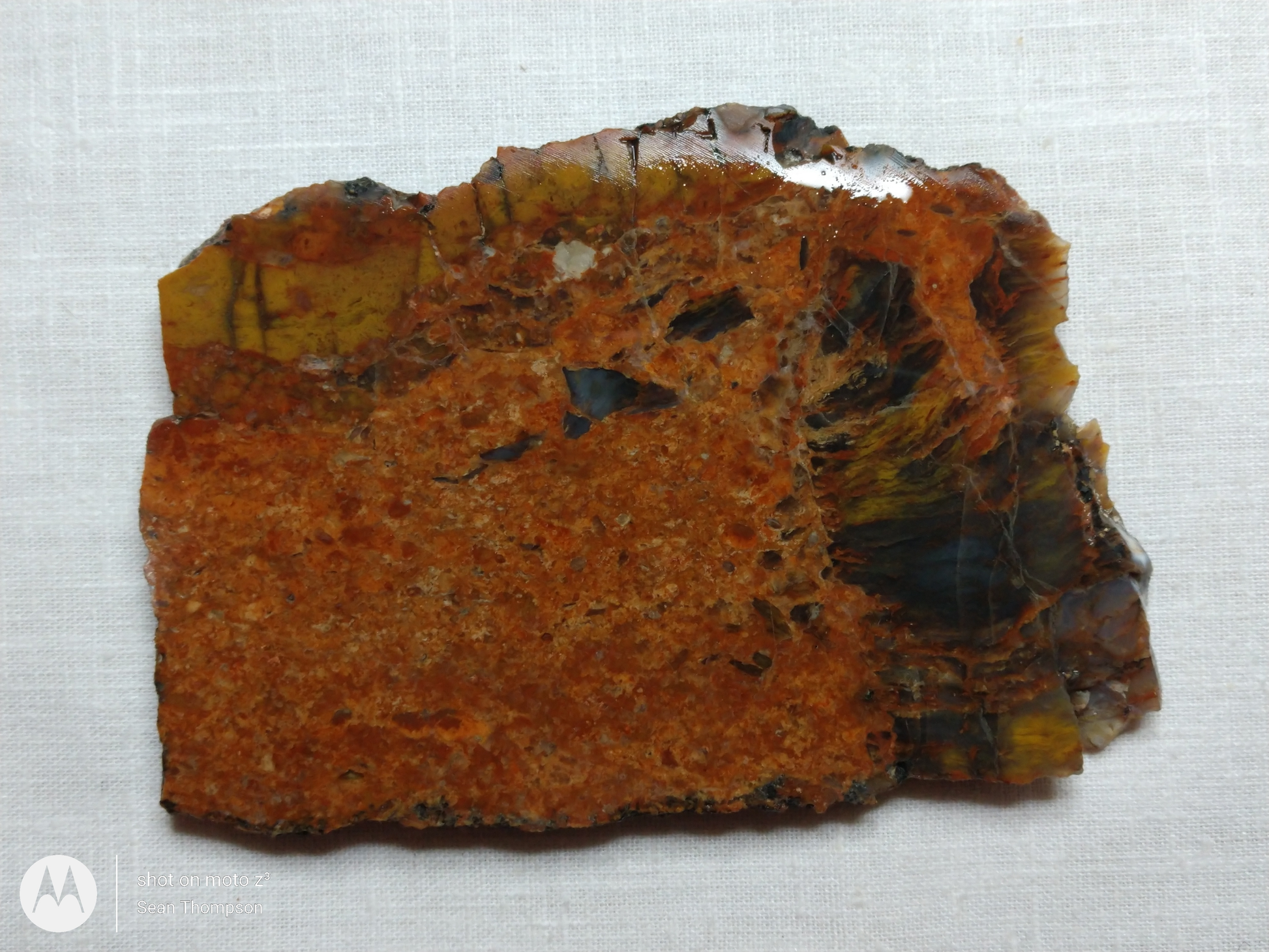 Petrified Wood PW-00005-03