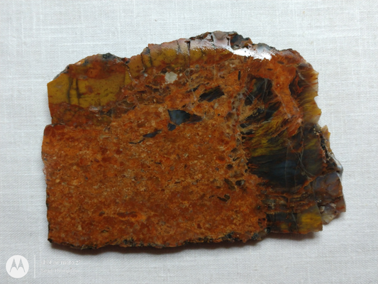 Petrified Wood PW-00005-03