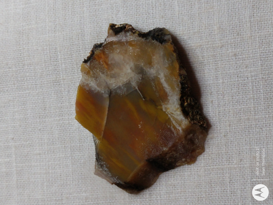 Petrified Wood PW-00007-01