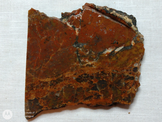 Petrified Wood PW-00006-03