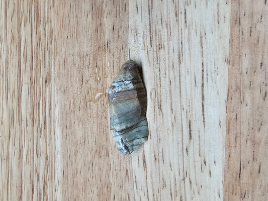 Archaen Butterstone FS-00011-02