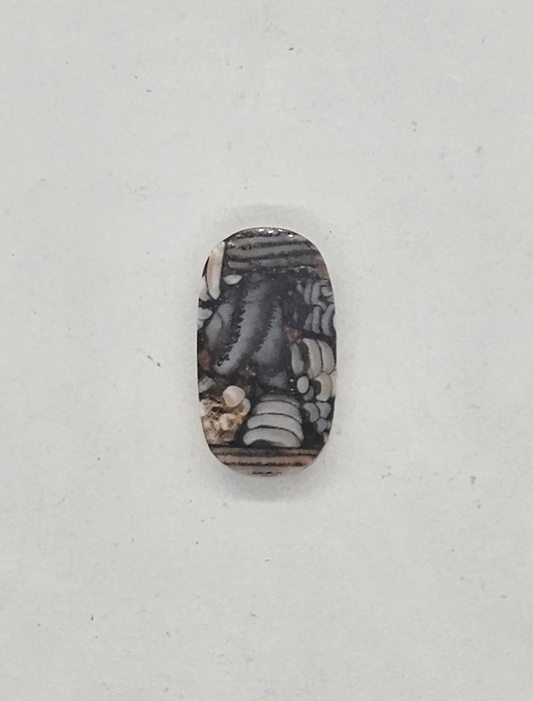 Petrified Fish Snakeskin FS-x-x-00135