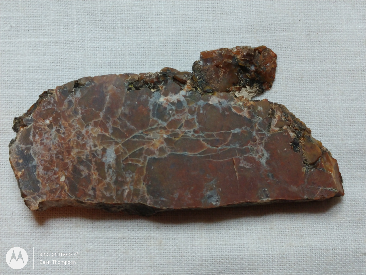 Petrified Wood PW-00006-08b
