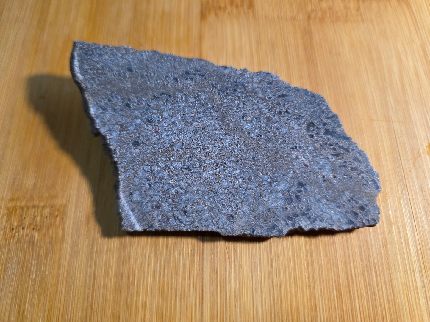Dino Bone FS-x-00060
