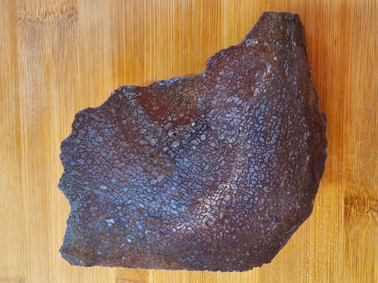 Dino Bone FS-x-00055