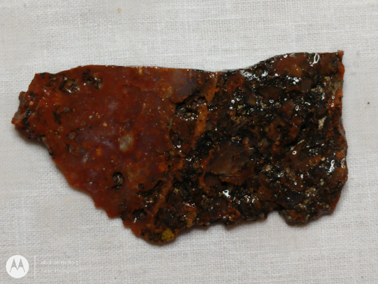 Petrified Wood PW-00006-01a