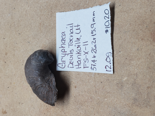 Gryphaea - Devil's Toenails FS-x-dt-11